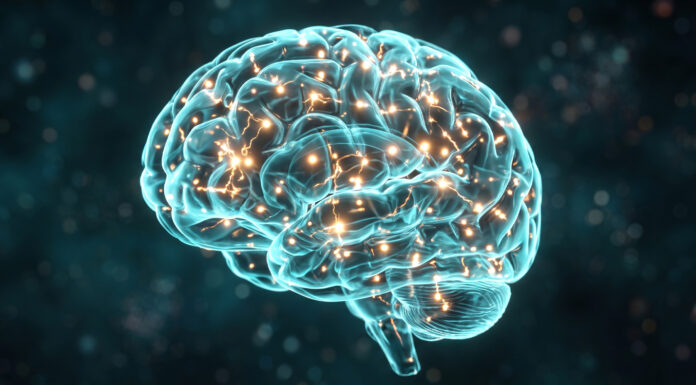 The brain controls endurance: activation of SF1 neurons after exercise is essential for increasing physical endurance